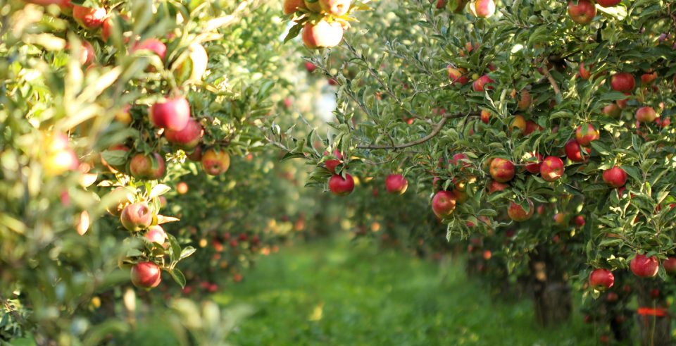 Reid's Orchard