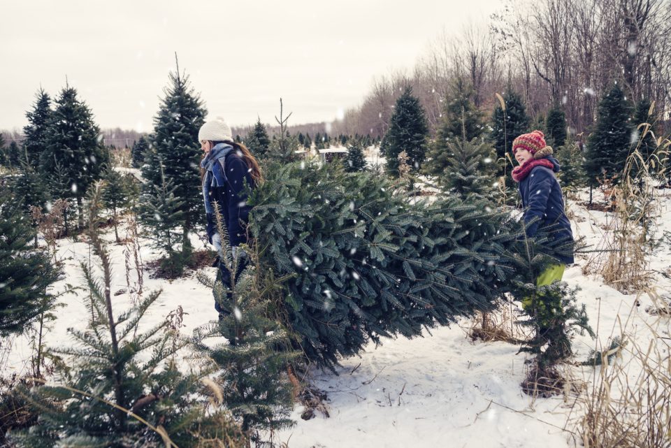 Kentucky tree farms