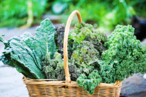 Several varieties of kale in a basket freshly harvested from a garden.
