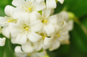 Close up of jasmine flowers