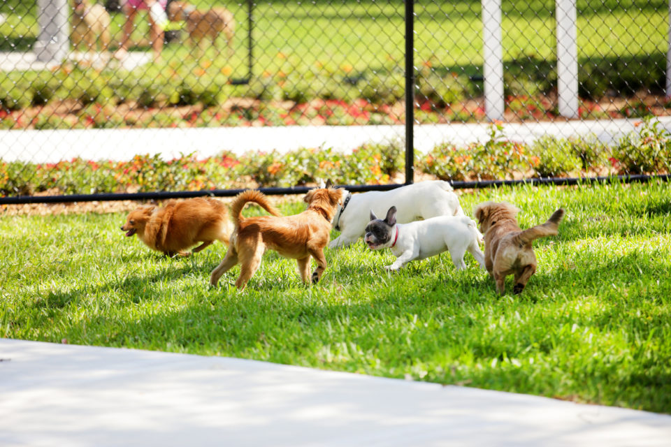 Dogs playing in a dog park