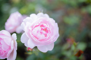 Picture of a beautiful pink rose surrounded by green foliage and with more green and blurry foliage as background